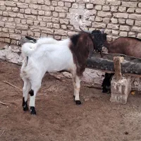 نربز اسرائیلی