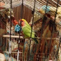 طوطی بریزیلی