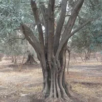 فروش درخت‌زیتون از ریشه بدون‌واسطه|خدمات باغبانی و درختکاری|رامسر, |دیوار