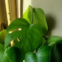 قلمه برگ انجیری پتوس قاشقی زاموفیلیاو گلدان بزرگ