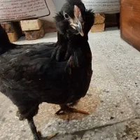 مرغ و خروس گلین|حیوانات مزرعه|قلعه نو, |دیوار