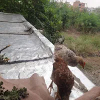 جوجه محلی فروشی