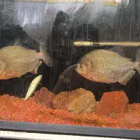 ماهی پیرانا ردبلی فول سایز