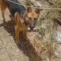 سگ ژرمن