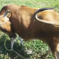 گاو|حیوانات مزرعه|کهنوج, |دیوار