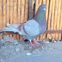 کبوتر مسجدی نر