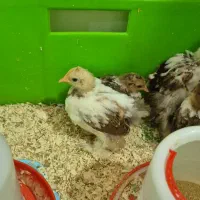 جوجه مرغ و خروس