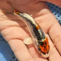 انواع نژاد های ماهی کوی