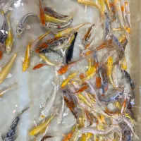 ماهی ژاپنی باکیفیت کوی|ماهی|تهران, اسکندری|دیوار