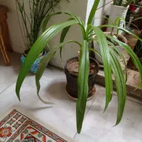2عدد گل ذرتی شاداب و سر اولی 7ساله بزرگ دومی 3ساله|گل و گیاه طبیعی|شیراز, پانصد دستگاه ارتش|دیوار