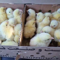 جوجه اصل گوشتی فوق سنگین