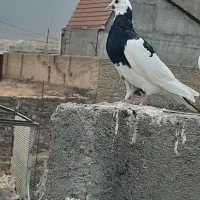 کبوتر|پرنده|شاندیز, |دیوار