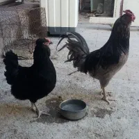 مرغ و خروس گلین چهل تاج