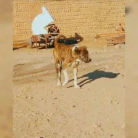 سلام ماده گله