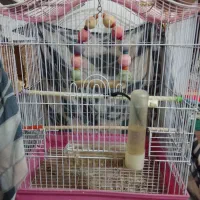 عروس هلندی نر و ماده با قفس|پرنده|شاندرمن, |دیوار