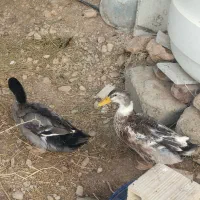اردک|حیوانات مزرعه|کنگاور, |دیوار