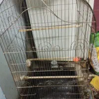 قفس بزرگ کاسکو زیباجنس محکم  نو