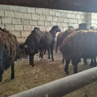 گوسفند|حیوانات مزرعه|عسگران, |دیوار