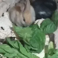 سلام دوتا بچه خرگوش دوماه بفروش می رسد