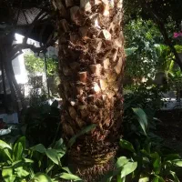 فروش نحل فنیکس|گل و گیاه طبیعی|نوشهر, |دیوار