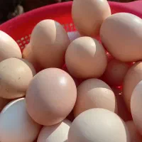 تخم مرغ ارگانیک خانگی دونه ای ۹ تومان|خوردنی و آشامیدنی|گلپایگان, |دیوار