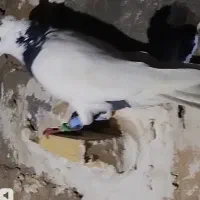 کفتر|پرنده|شیروان (خراسان), |دیوار