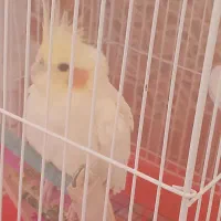 وقت رسیدگی ندارم