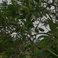 2000 متر باغ بادام(نقد یا معاوضه با ماشین)|فروش زمین و ملک کلنگی|سامان, |دیوار