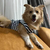 سگ اشپیتز|سگ|پرند, فاز ۵|دیوار