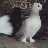 خرید و فروش کبوتر ساتن