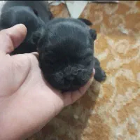 توله چاو چاو|سگ|پردیس, فاز ۶|دیوار