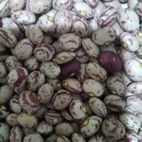 با سلام مقداری لوبیا چیتی محلی از رقم سالار
