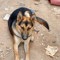 اهواز|سگ|حمیدیه, |دیوار