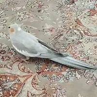 عروس هلندی