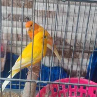 قناری رد فاکتور یه جفت نر ماده|پرنده|خرم‌آباد, |دیوار