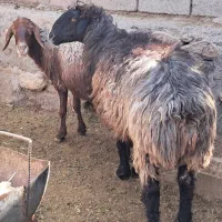 ۲ راس میش چاق