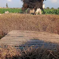 بیگ بزغاله|حیوانات مزرعه|دزفول, |دیوار