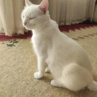 گربه خانگی dsh|گربه|نی‌ریز, |دیوار