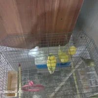 مرغ عشق 3عدد با قفس 600بدون قفس 450|پرنده|مسجد سلیمان, |دیوار