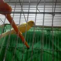 شش تا قناری نر بخون شلاقی