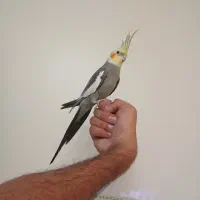 عروس هلندی سخنگو طوطی شاه تخم یکساله نر