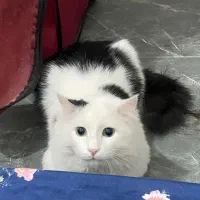 واگذاری گربه