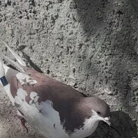 کبوتر|پرنده|همایجان, |دیوار
