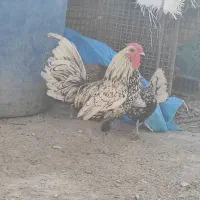 مرغ خروس مینیاتوری