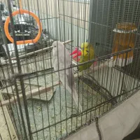 مرغ عشق انگلیسی