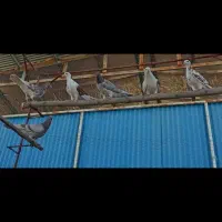 کفتر|پرنده|سیرجان, |دیوار