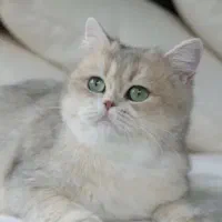 سرپرسی گربه نژاد دار