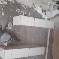 جفت‌کبو‌‌‌‌‌تر