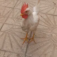 خروس ۶ ماهه