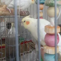 عروس هلندی